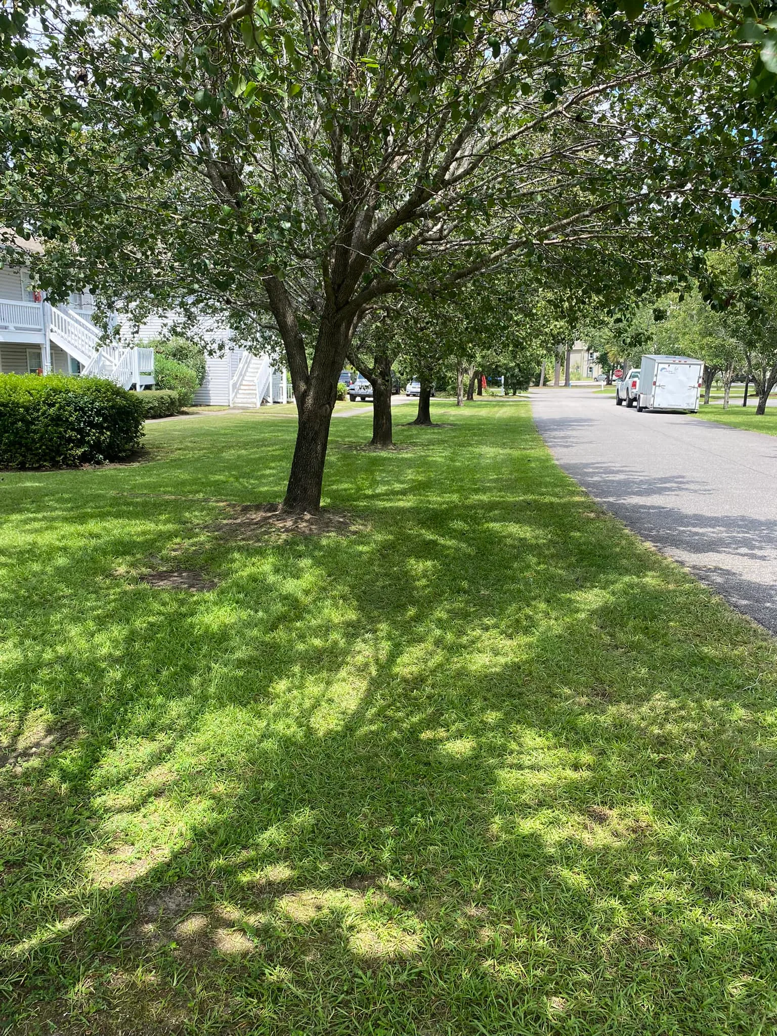 Tree-lined residential street with manicured green lawn and paved driveway in suburban neighborhood.