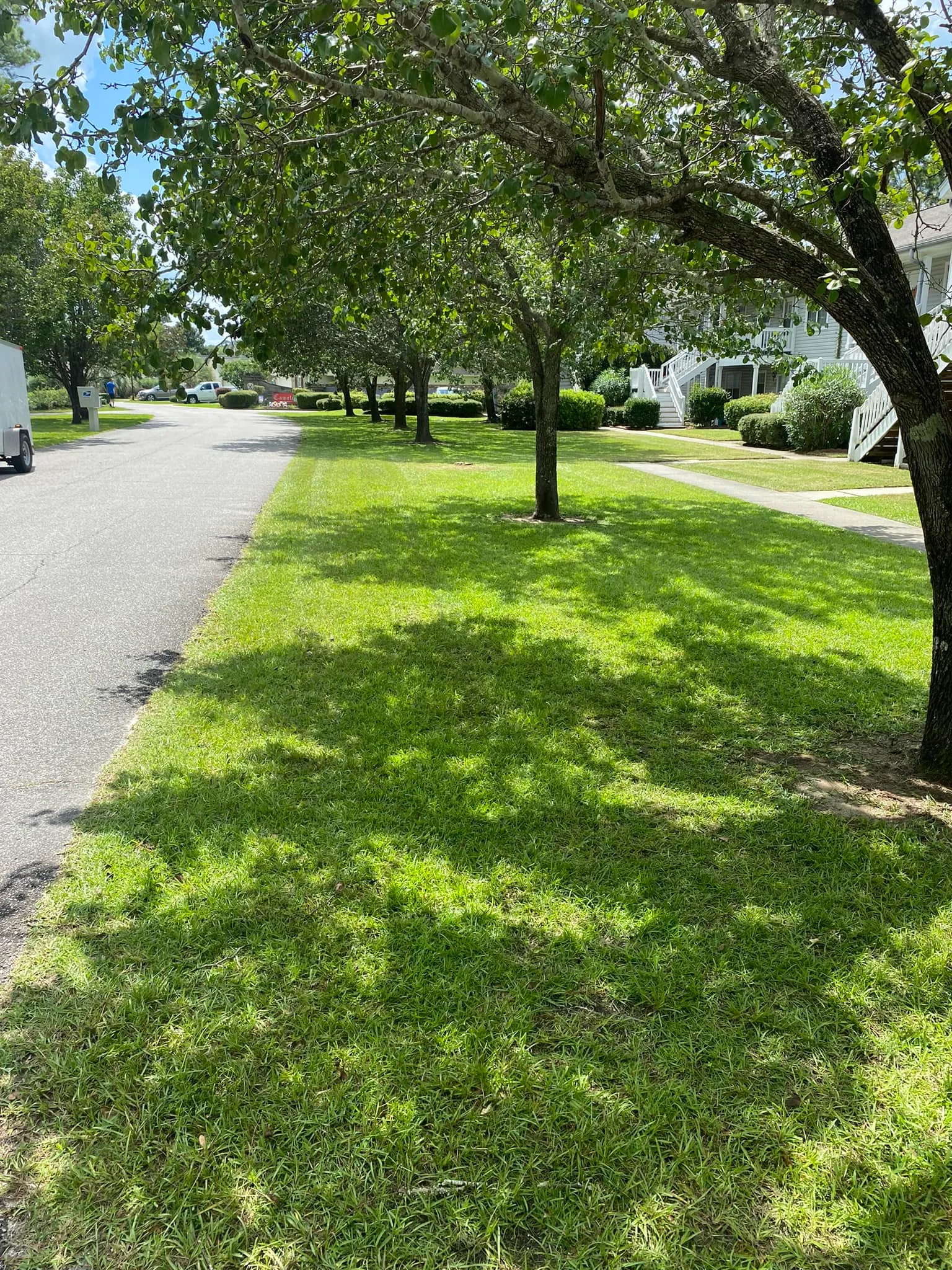 Well-maintained residential lawn with mature shade trees and manicured grass lining a quiet street.